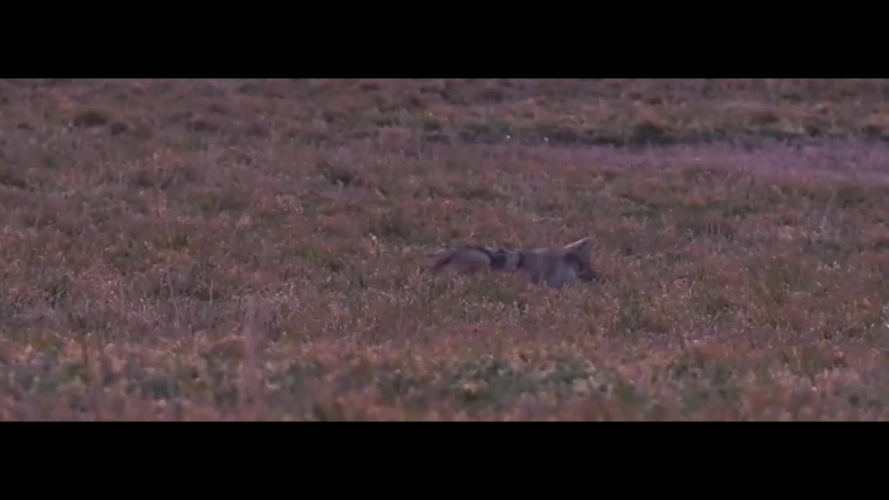 Two wolves on the prairie
