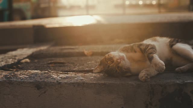 Gato lindo y limpio , sweet clean cat