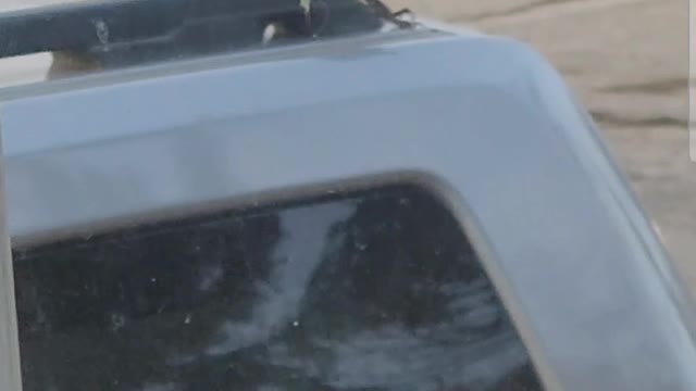 Slow motion of bluejay disrupting camera