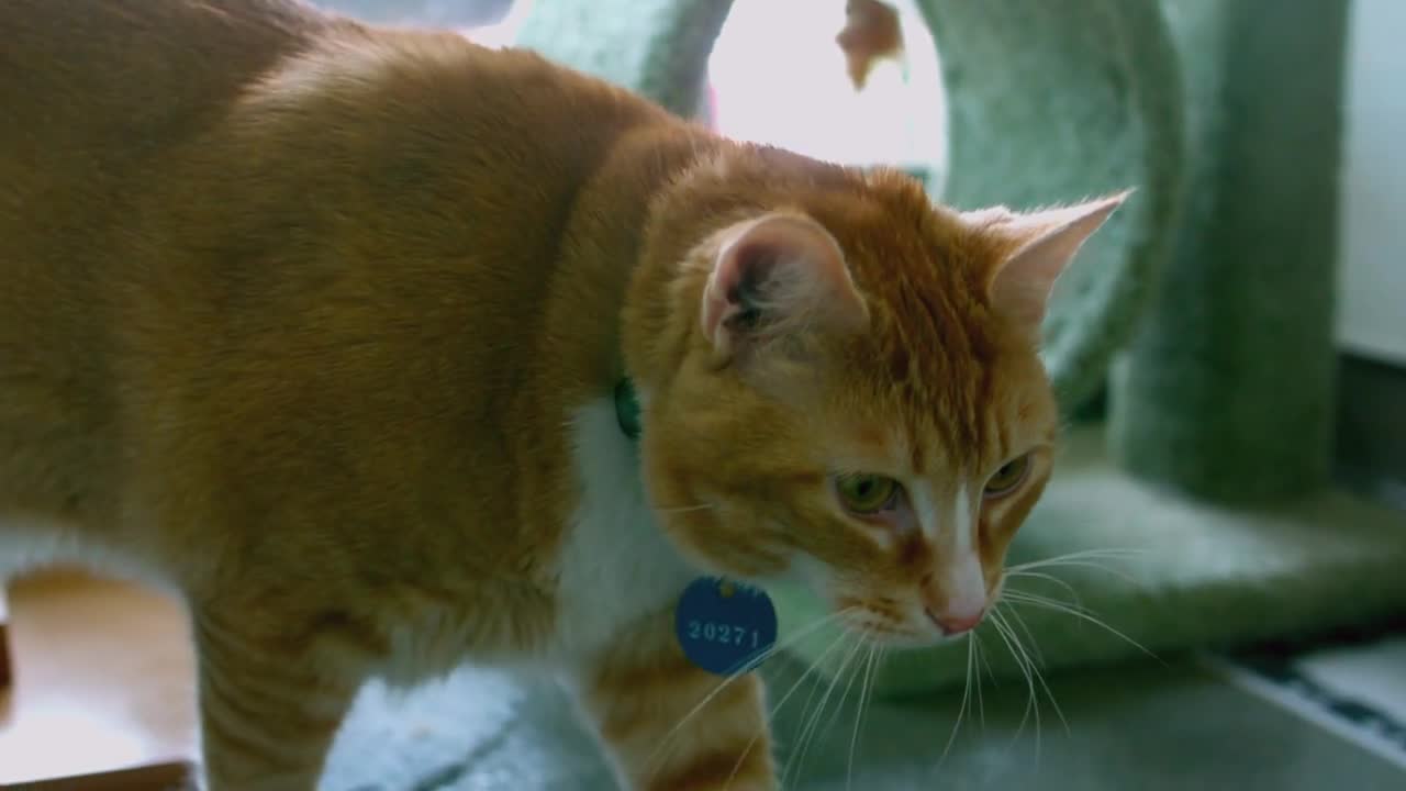 Slow Motion Kitten Walking Through Play Area