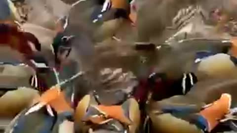 Beutifull bird 🐦🐦🐦🐦🐦 and dj 🔥🔥🔥 song