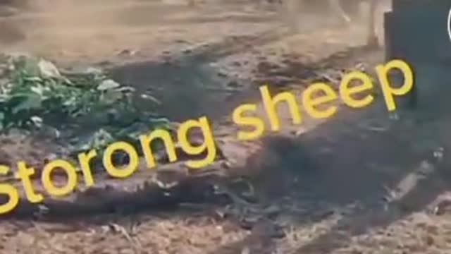 Animals act weird and funny