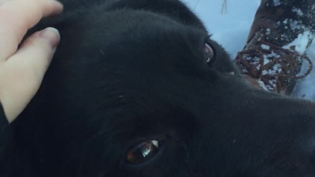 my dog loves affection very much
