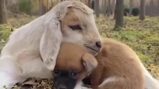 The life of dogs and sheep