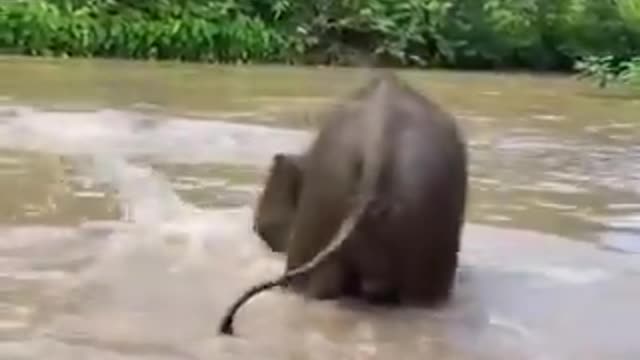 Well this big boy loves water too much.