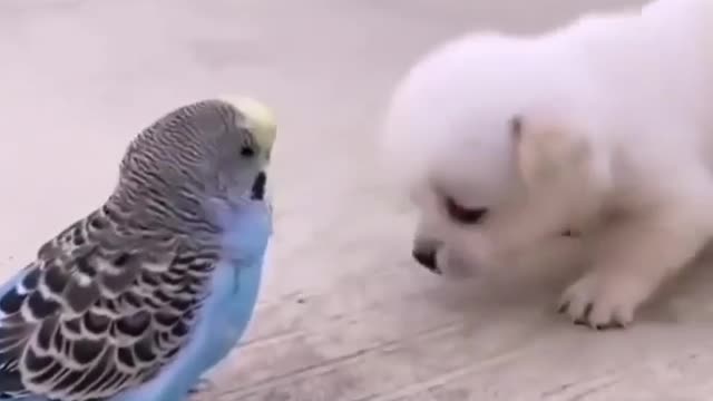 Cute little dog and your friend