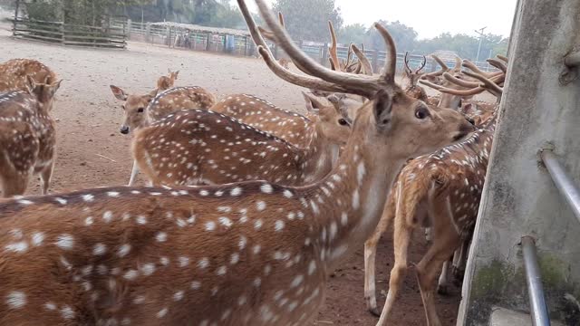 Sundarbans deer | Bhoreralorpakhy