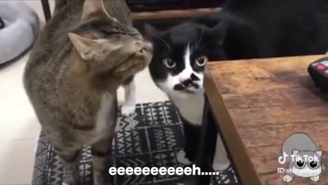 Cats talking !!