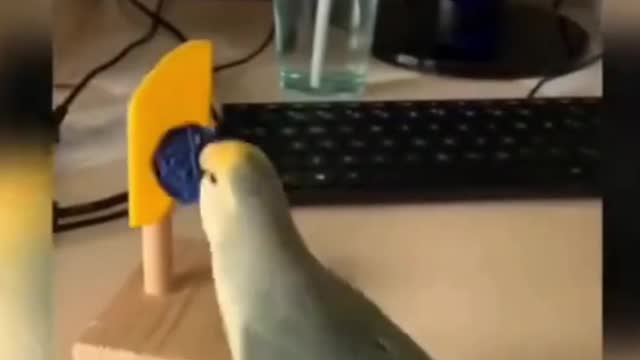 Funny Animals. #funnyanimal #birds #funnyvideos #funnymoments #shorts #fyp