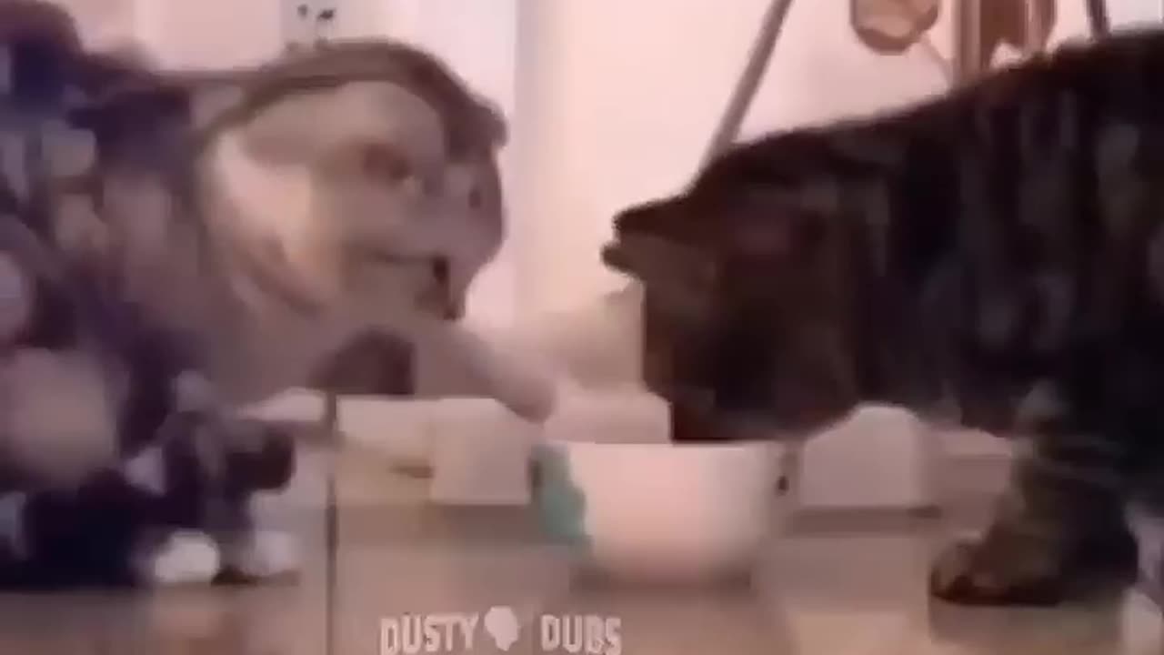 (Funny_cat_voicecover_ videoš¤£ā¤)