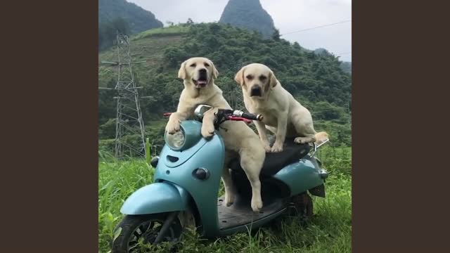 Two pet dogs sat on the scooter. Humans are sitting like