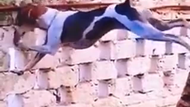 Funniest animals 2022