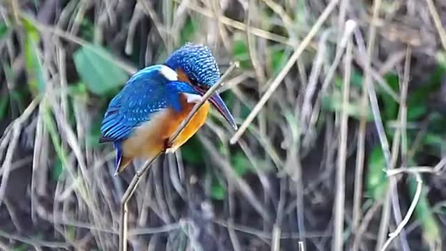 The kingfisher's head is a pro gimble