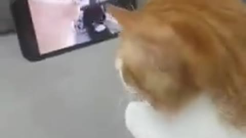 Cat going with the flow