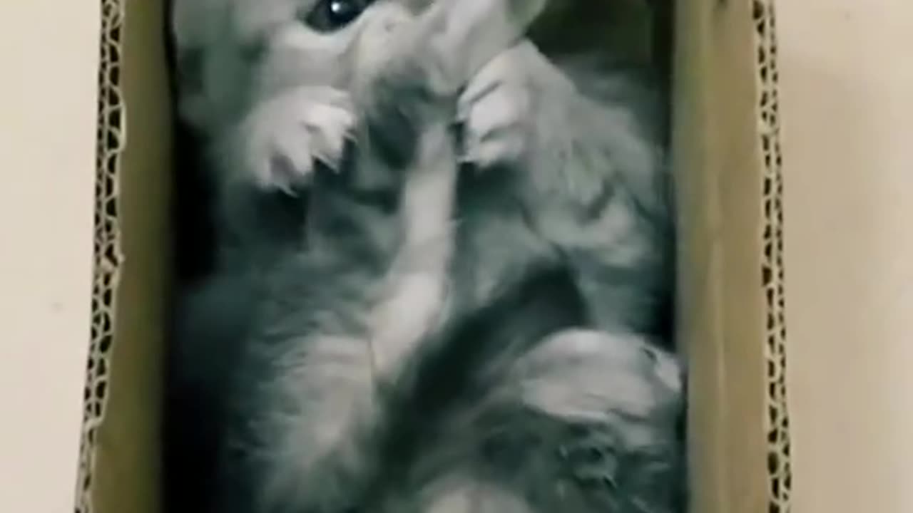 Funny animals compilation