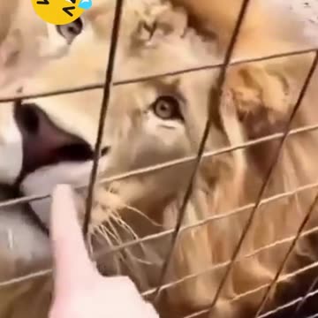 animais engraçados tente não rir, kkkkk