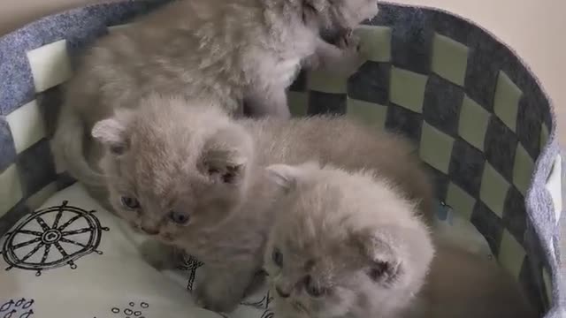 cute kittens gray