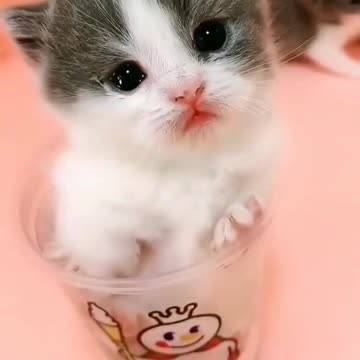 Cute cat baby / cute cat videos #shorts #cat