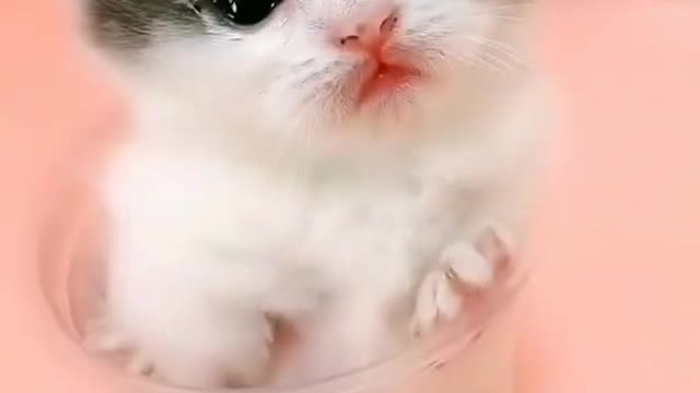 Cute cat baby / cute cat videos #shorts #cat