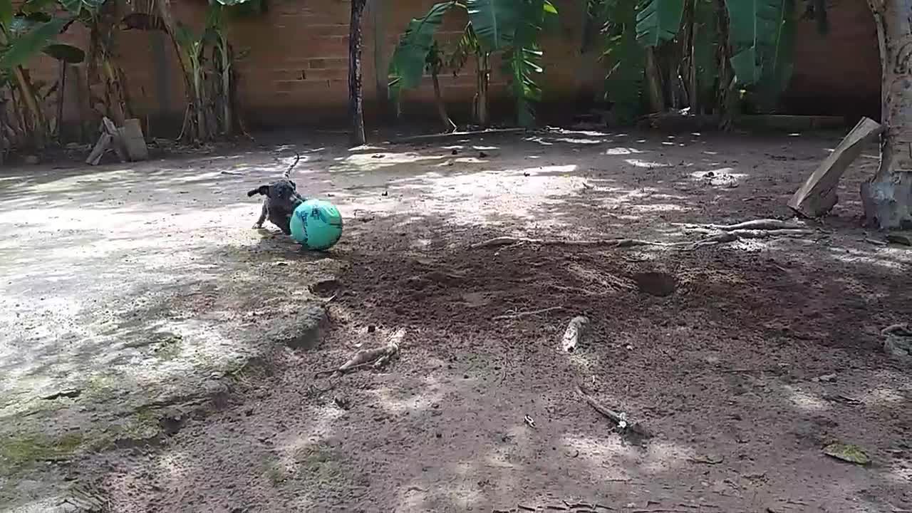 Good ball dog, plays too much