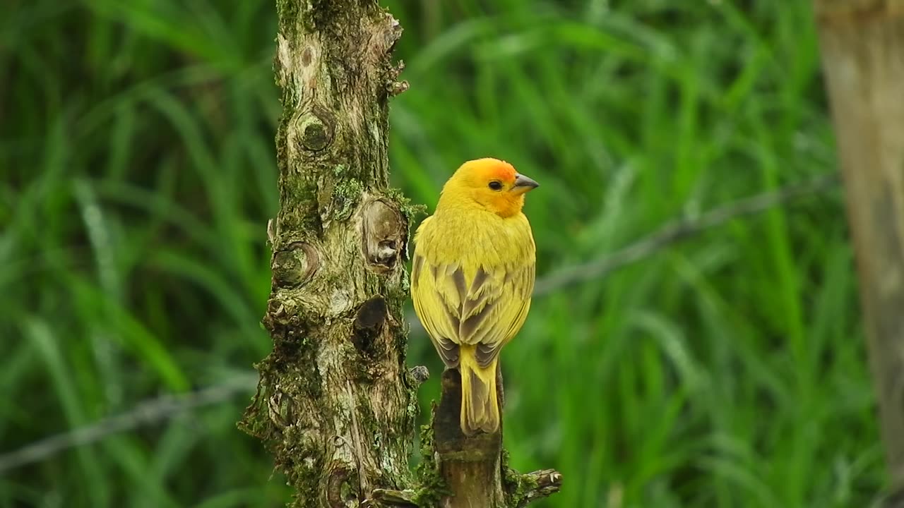 Beautiful bird