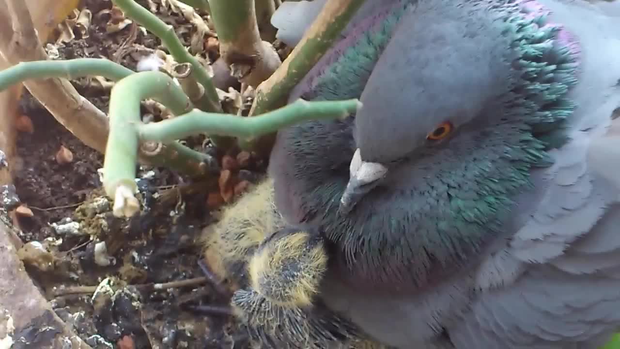 Baby pigeon needs mother's attention