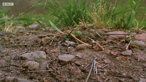 Antlion Traps and Devours Victim | Empire of the Desert Ants | BBC Earth