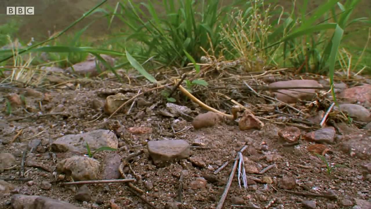 Antlion Traps and Devours Victim | Empire of the Desert Ants | BBC Earth