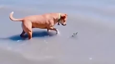 Dead baby shark