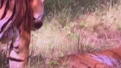 Waking Her Up Too Early