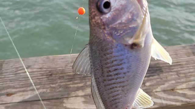 Croaker fishing