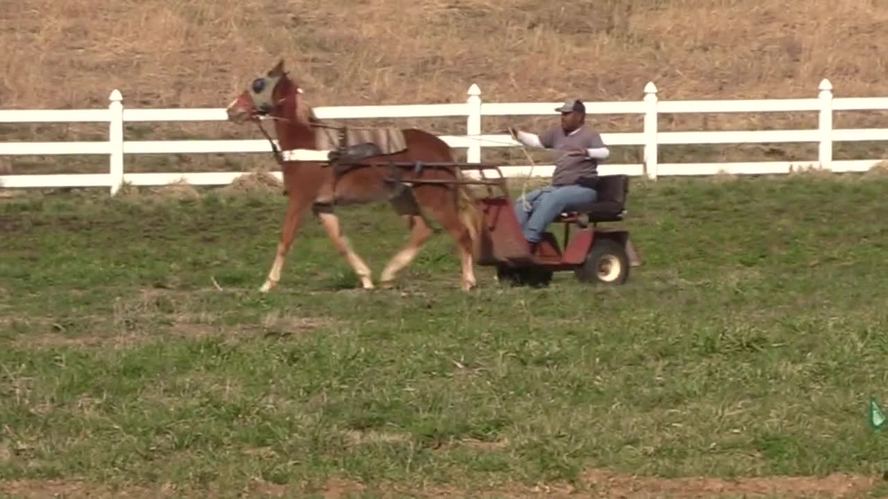 WALKING HORSE FIRST TIME CART TRAINING