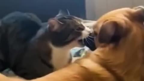 o collection _ Dog videos _ cat videos _ #shorts #dogs #animals #cat