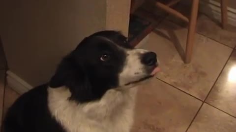 My talking border collie - learning to say "hello"!