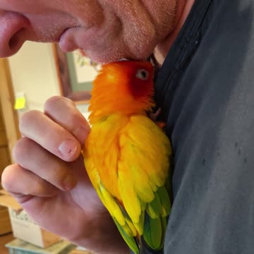 Parrot cuddles and says goodbye to his grandad (for now)