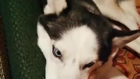 Cute dog - Husky.