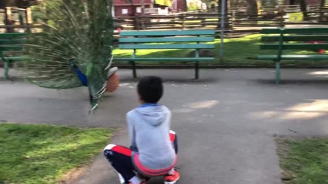 Peacock opening feathers