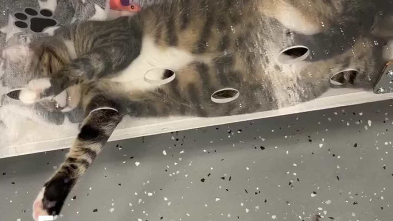 Cute cat sleeping funny