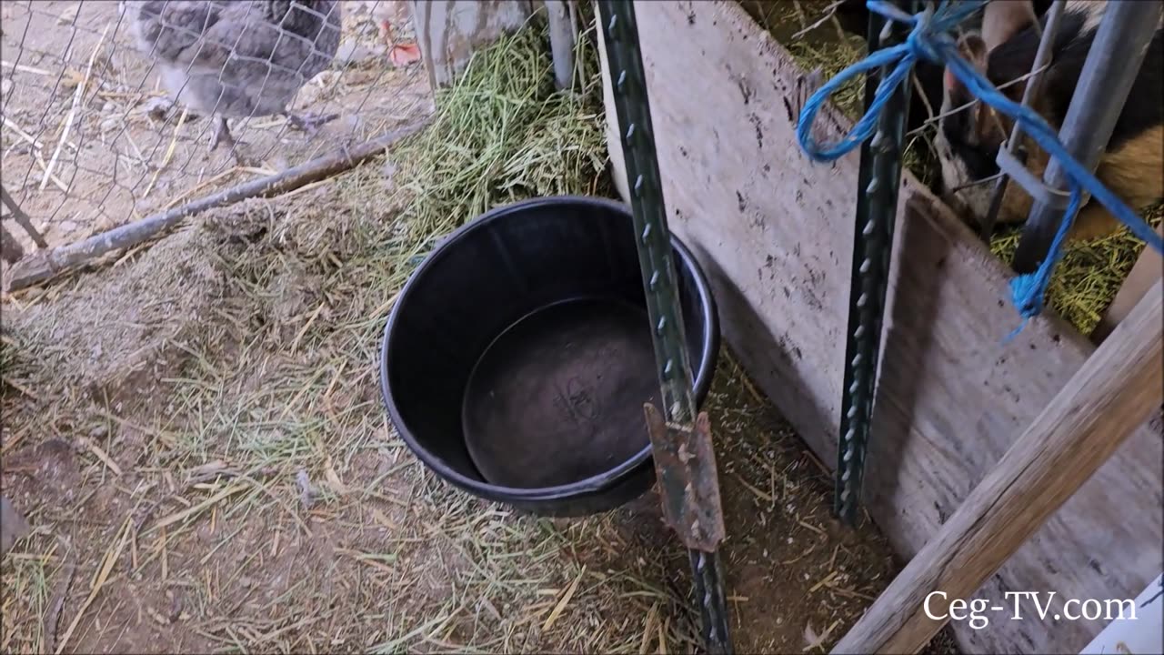 Graham Family Farm: More Rubber 6.5 gal Water Tubs