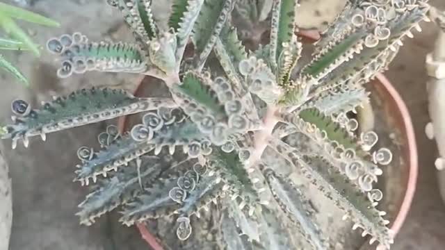 blue potted plant