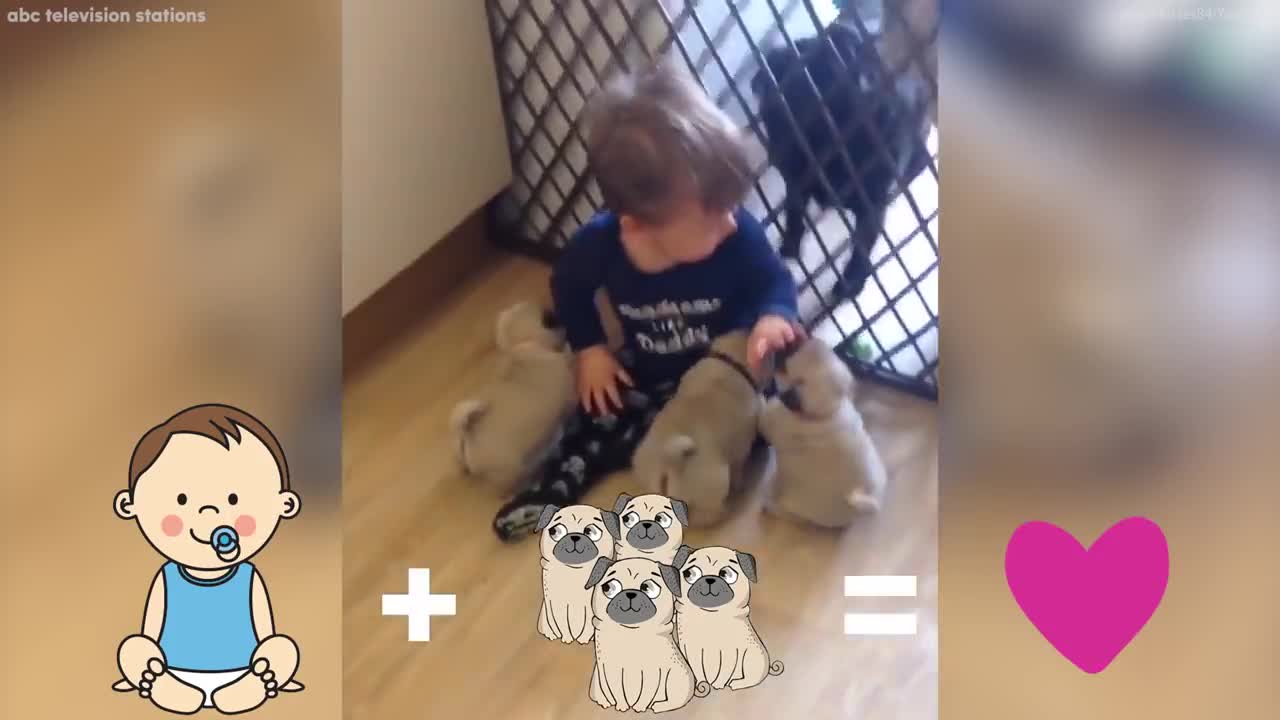 litter of pugs follows baby around house