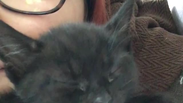 Black kitten sleepy