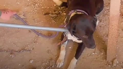 Guy Saves A House Full Of Chained-Up Dogs