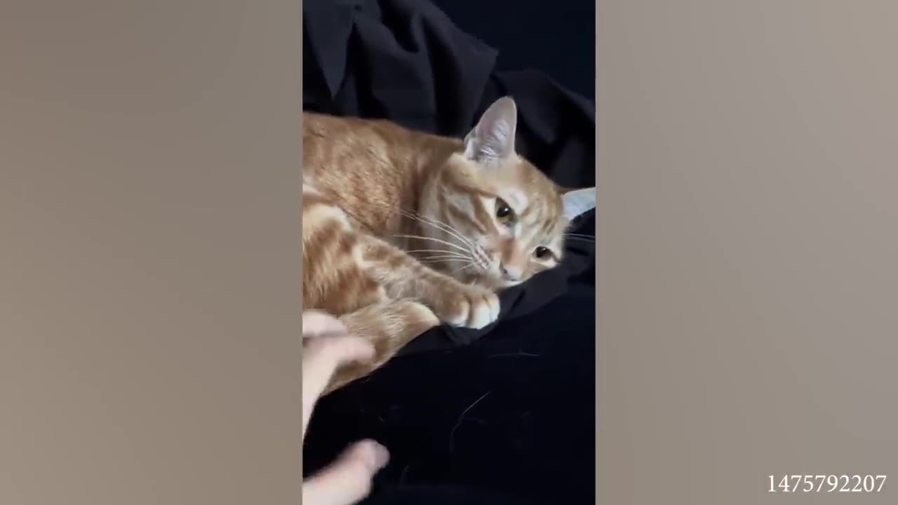 Hilarious moments with cat