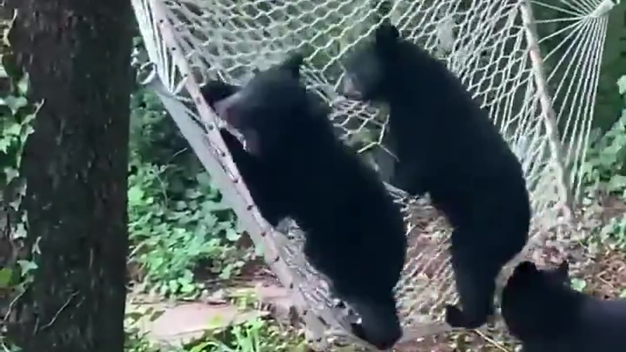 bears try getting on a hammock but fail😂