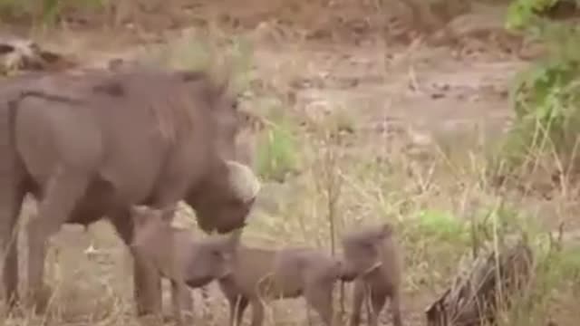 A Rhino Fighting Lions Wilderness Animal Wildlife Animal Attack😲😲😲