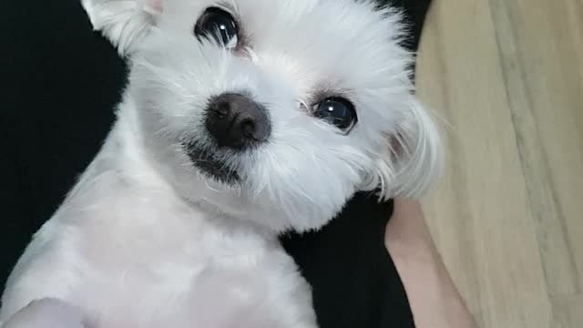 Puppy Asking To Keep Touching
