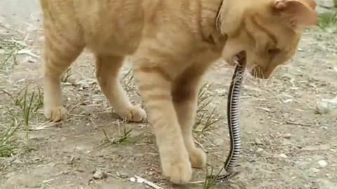 CAT FUN WITH SNAKE