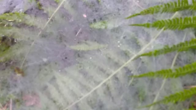 Cobweb