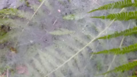 Cobweb